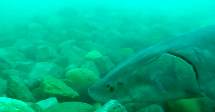 Underwater head of large adult lake sturgeon